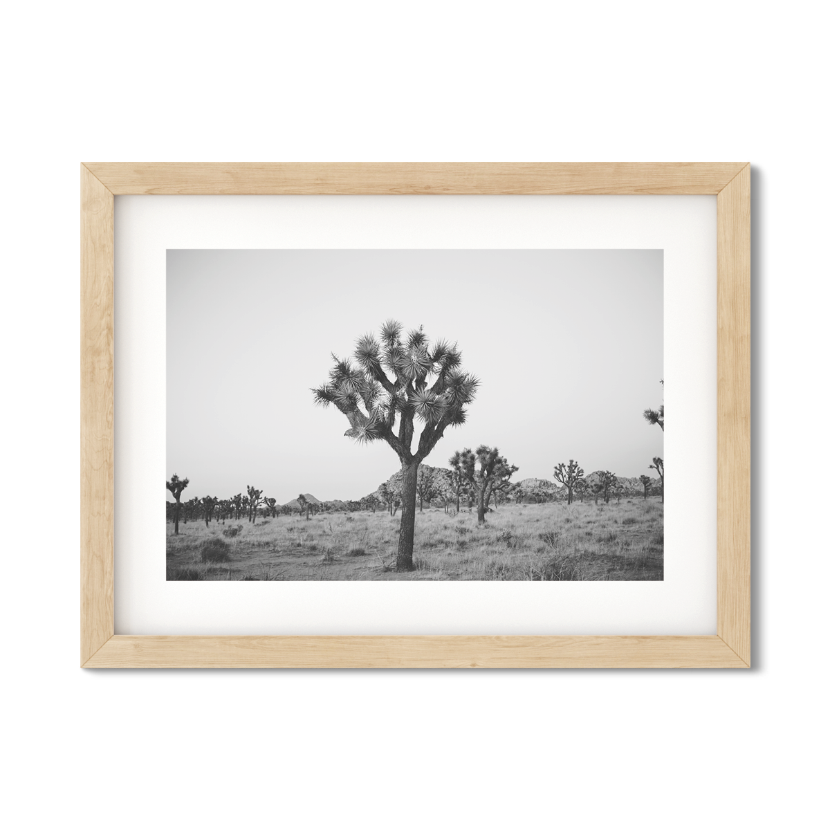 JOSHUA TREE NO. 25