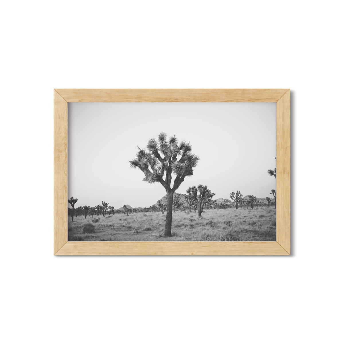 JOSHUA TREE NO. 25