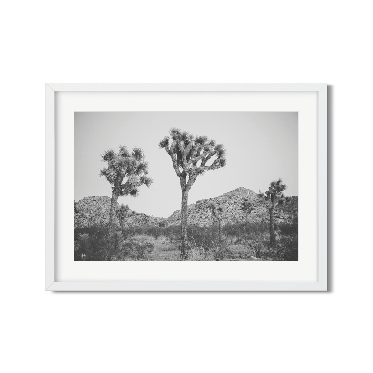 JOSHUA TREE NO. 26