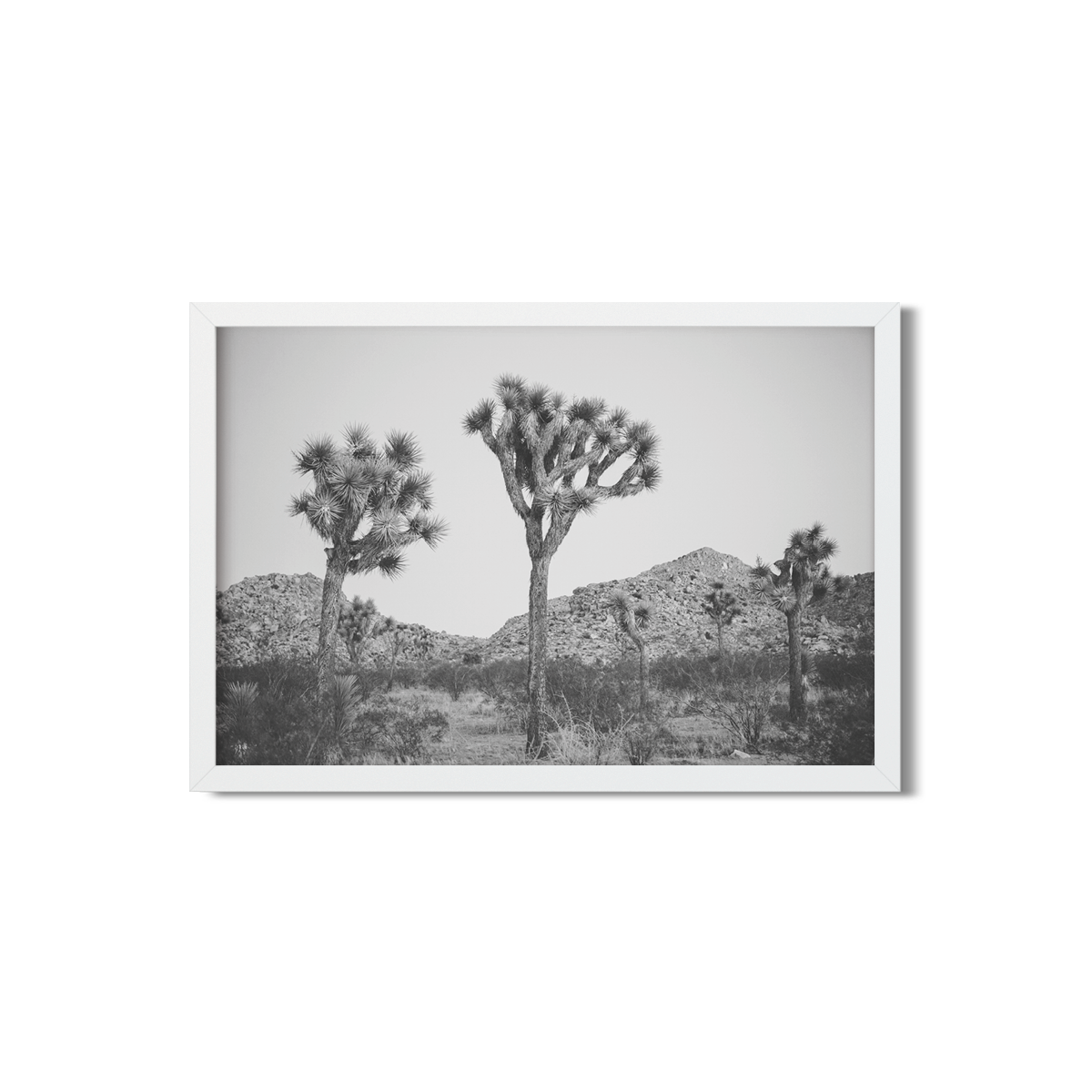 JOSHUA TREE NO. 26