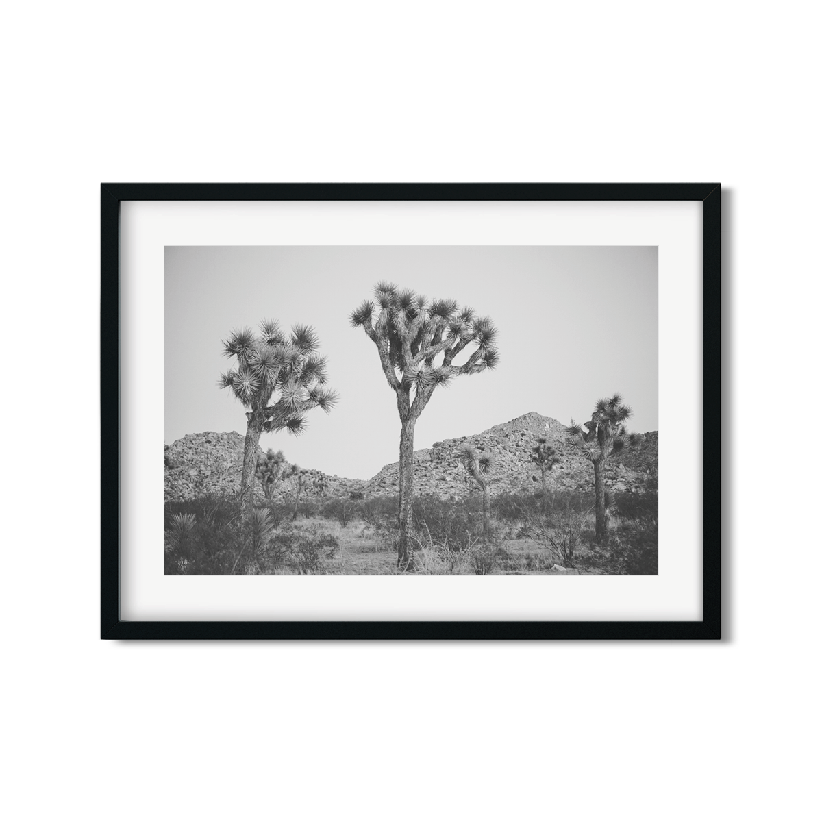 JOSHUA TREE NO. 26