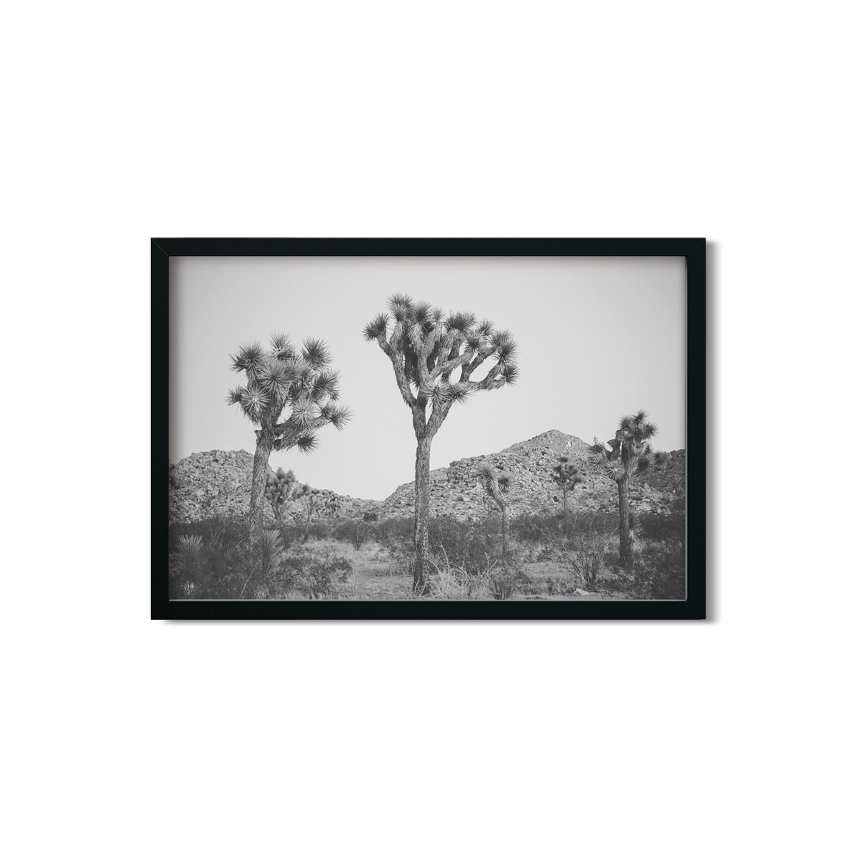 JOSHUA TREE NO. 26