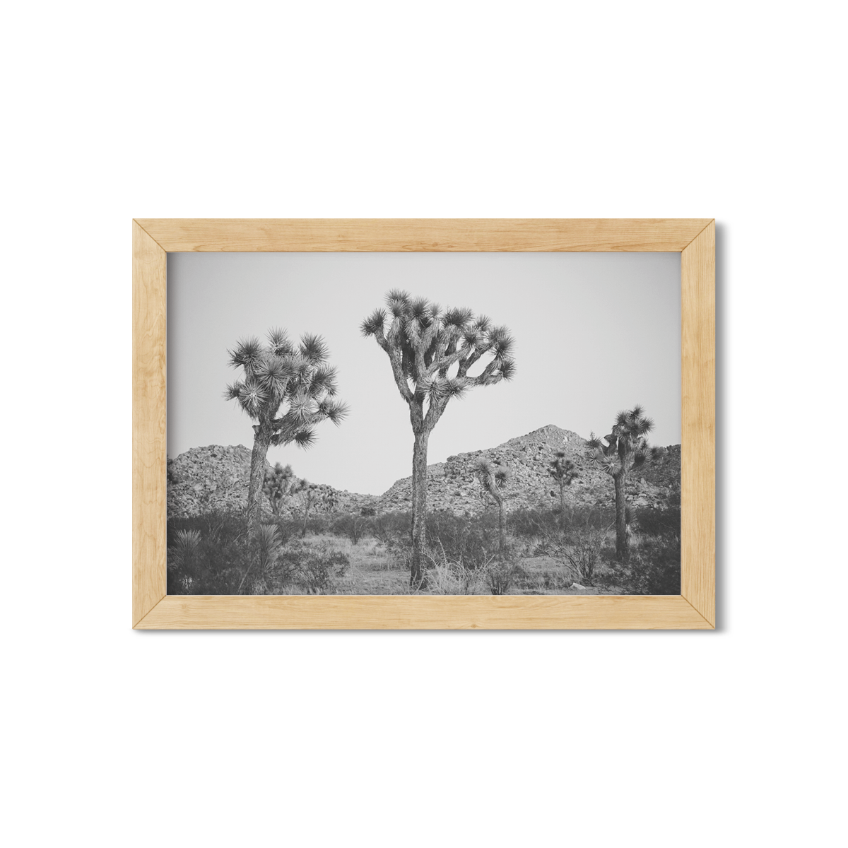 JOSHUA TREE NO. 26