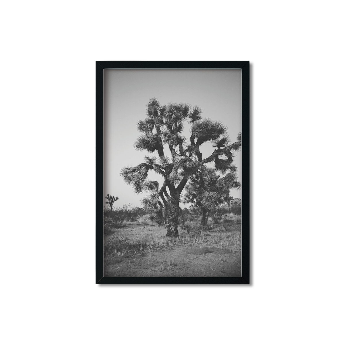 JOSHUA TREE NO. 27