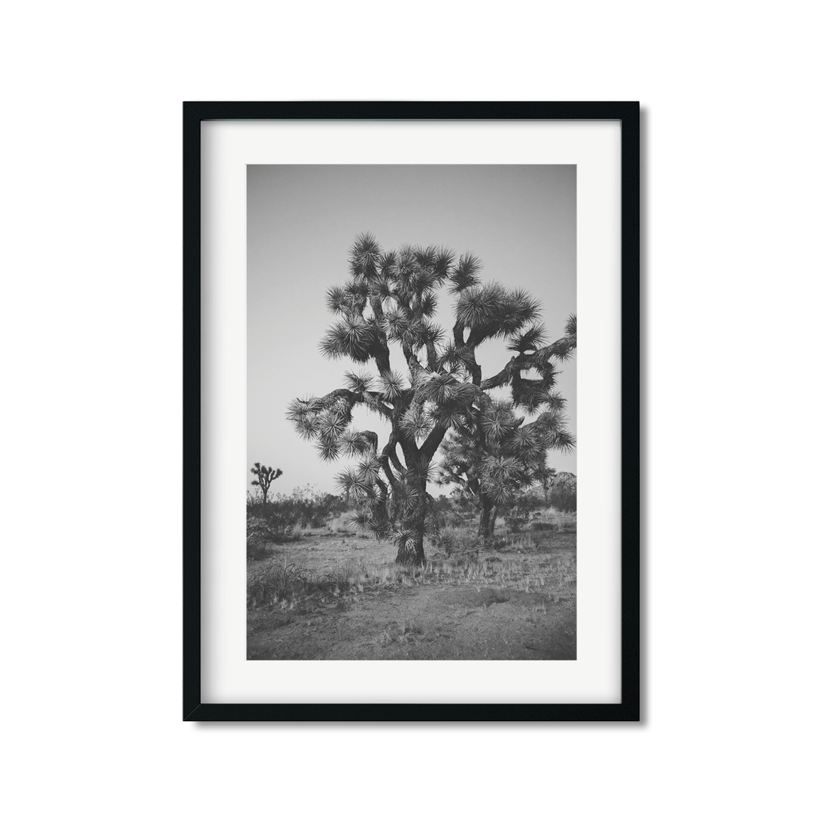 JOSHUA TREE NO. 27