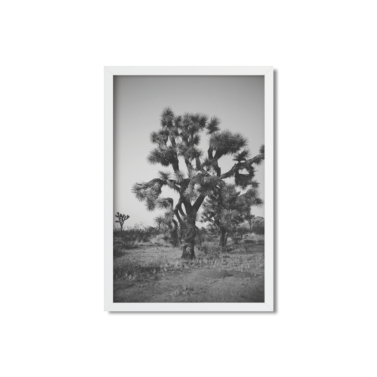 JOSHUA TREE NO. 27