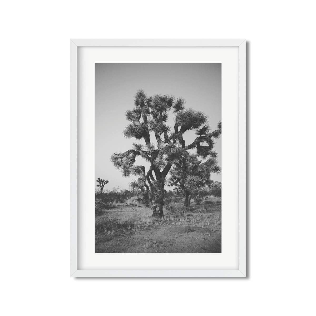 JOSHUA TREE NO. 27
