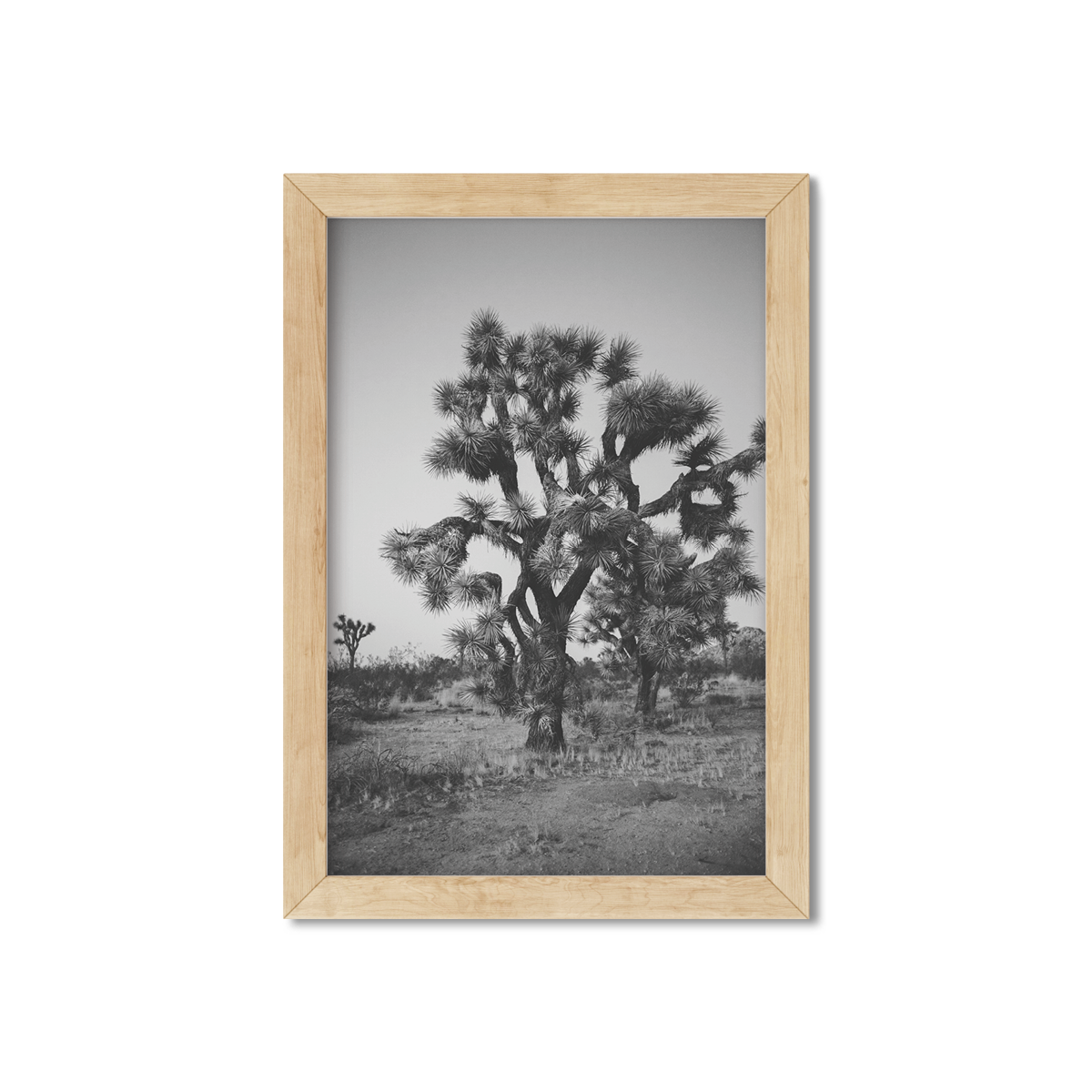 JOSHUA TREE NO. 27