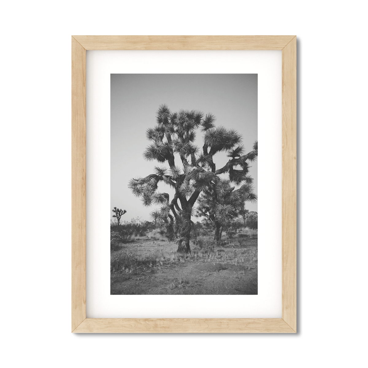 JOSHUA TREE NO. 27