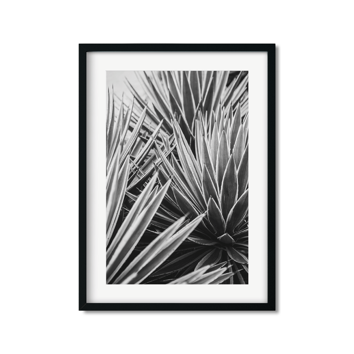 AGAVE NO. 13