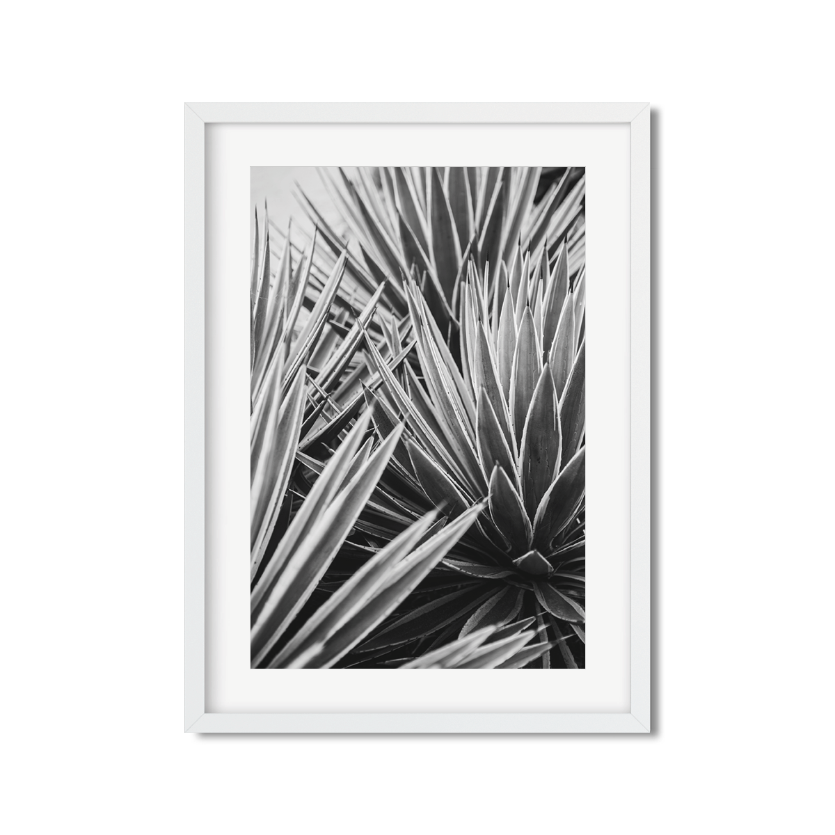 AGAVE NO. 13