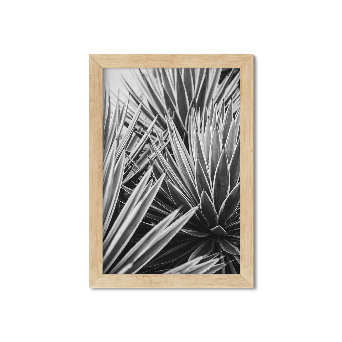 AGAVE NO. 13