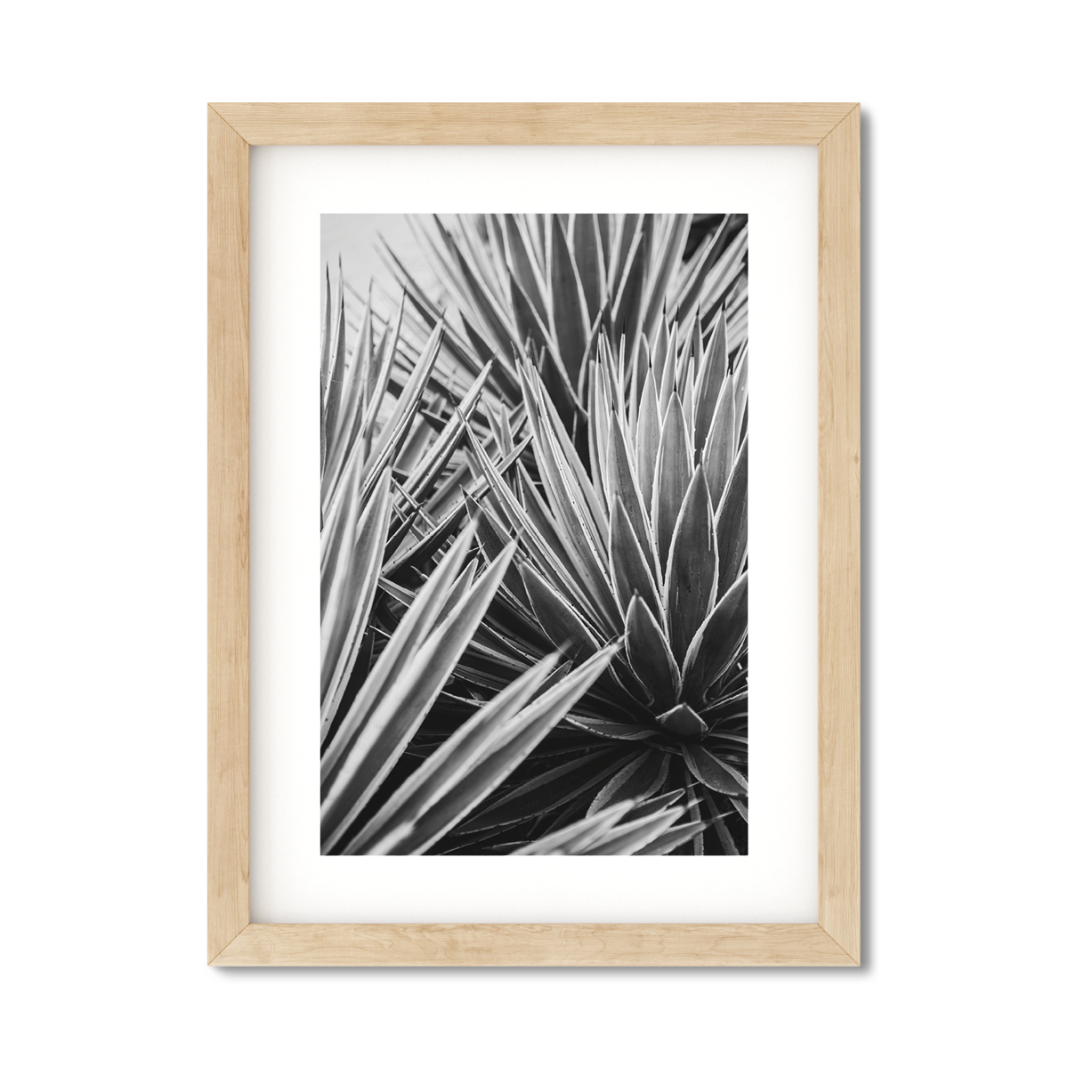 AGAVE NO. 13