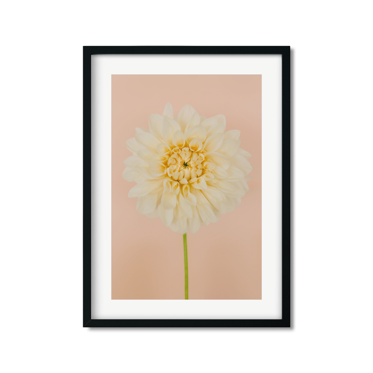 DAHLIA NO. 3