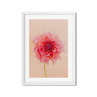 DAHLIA NO. 4