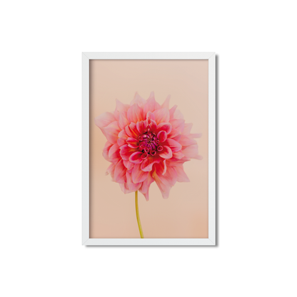 DAHLIA NO. 4