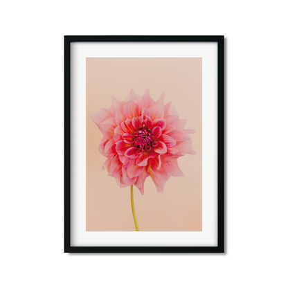 DAHLIA NO. 4