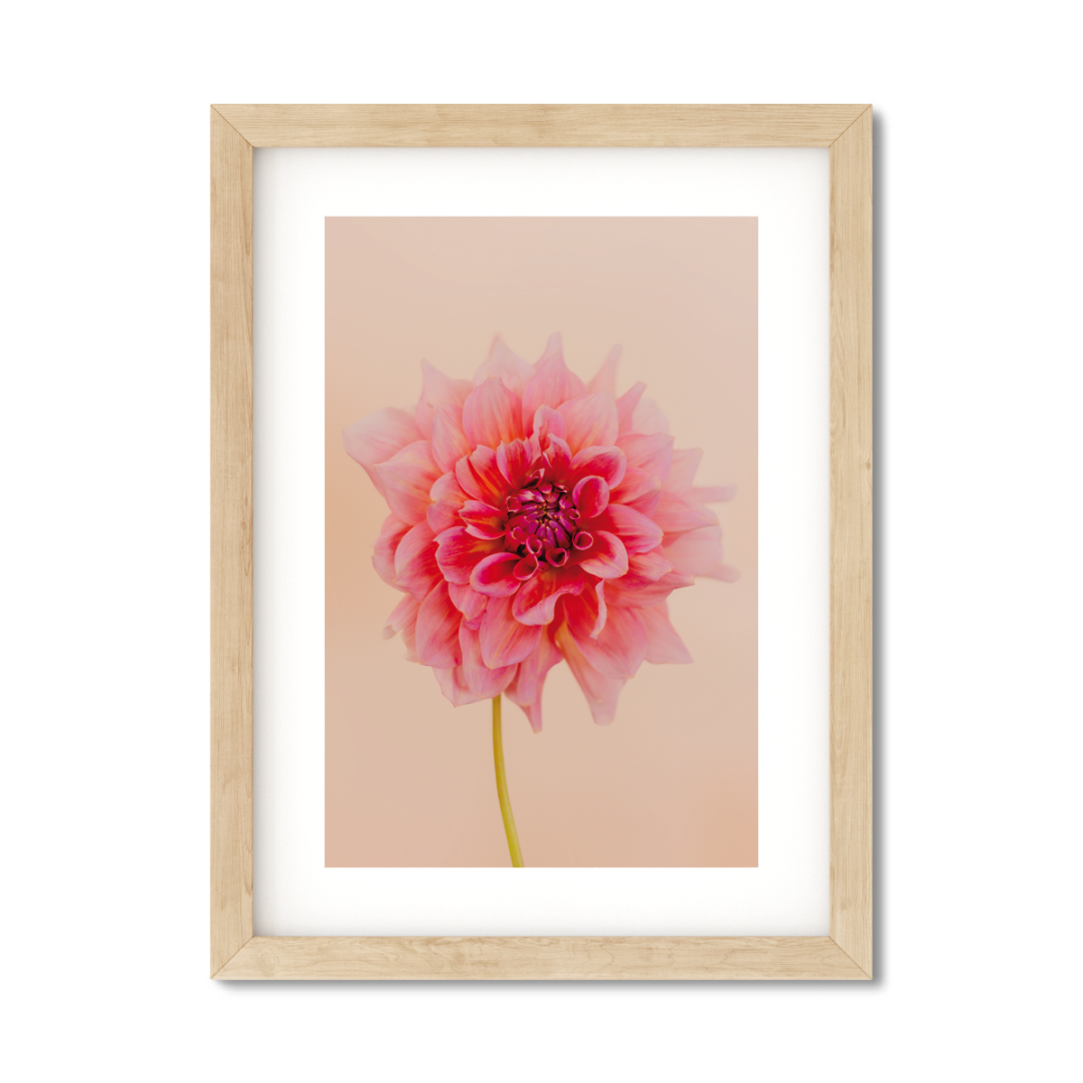 DAHLIA NO. 4