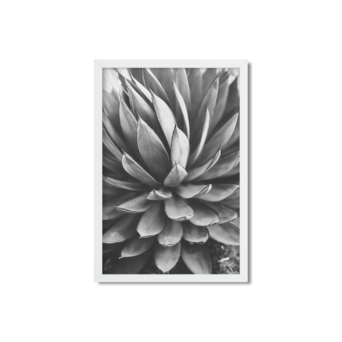 Agave Picture Frame | Agave Painting | AGAVE | Ariane Moshayedi Art