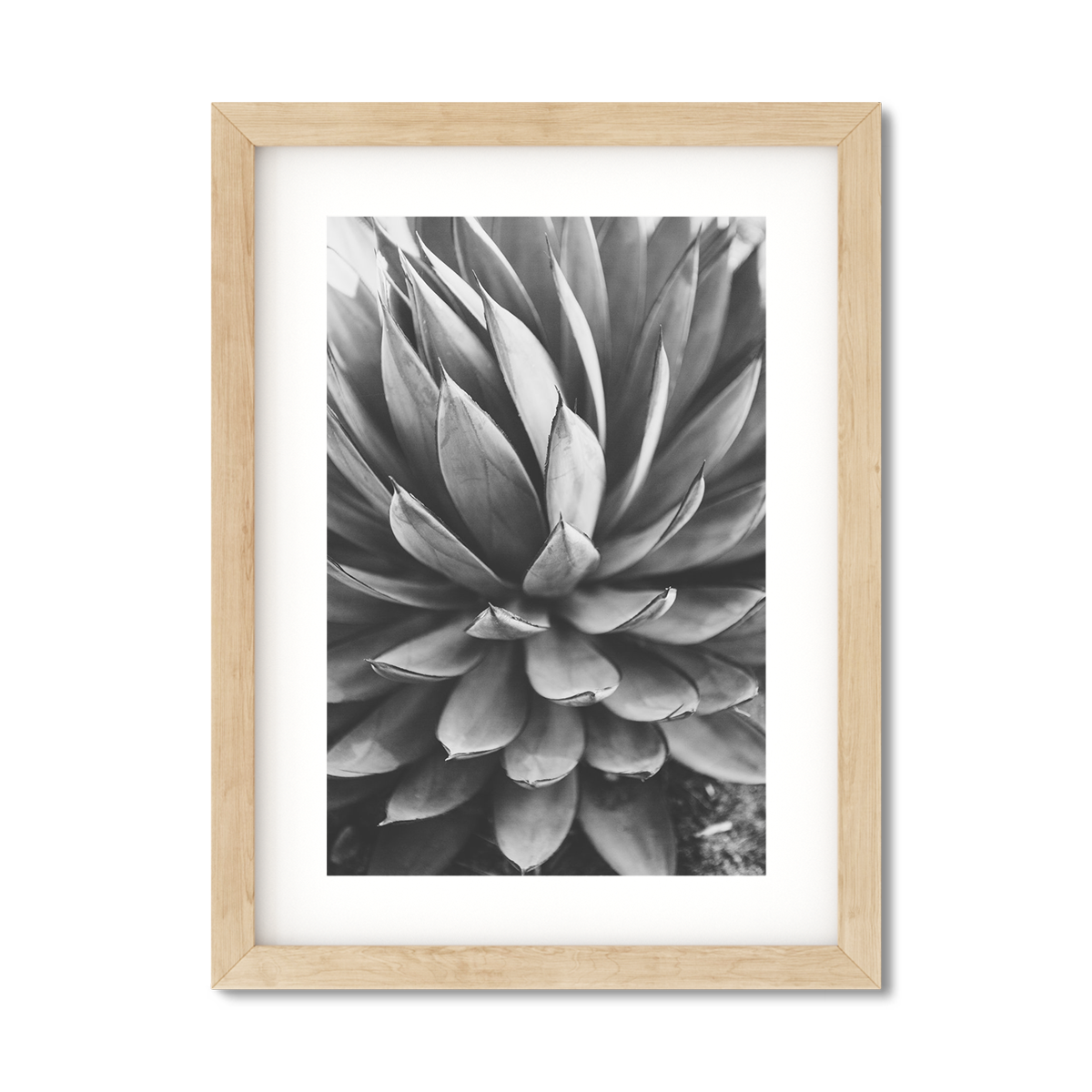Agave Picture Frame | Agave Painting | AGAVE | Ariane Moshayedi Art