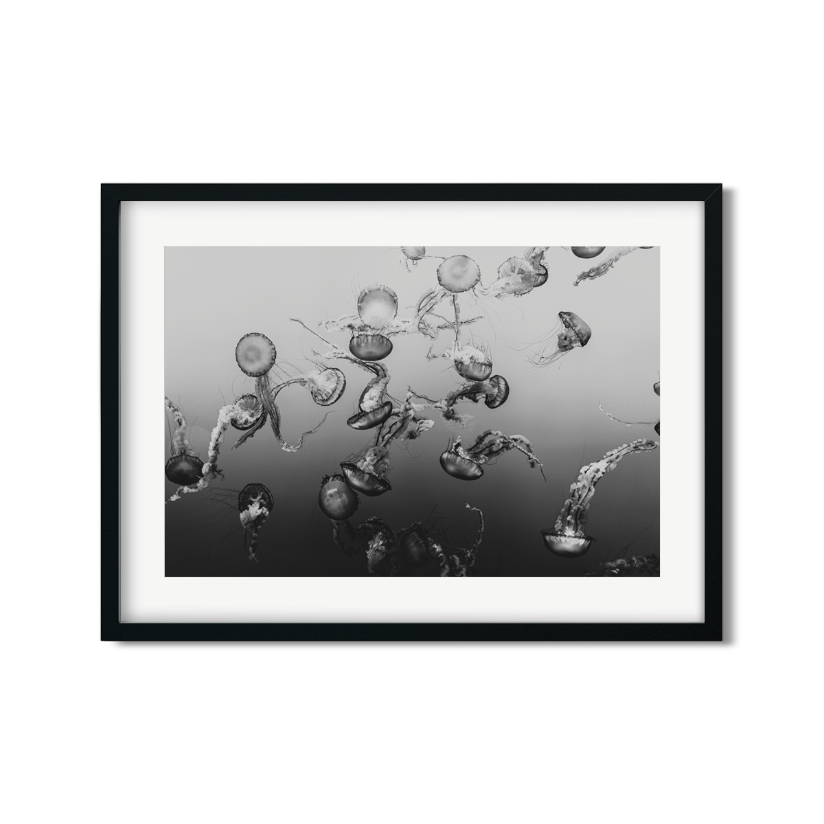 JELLYFISH