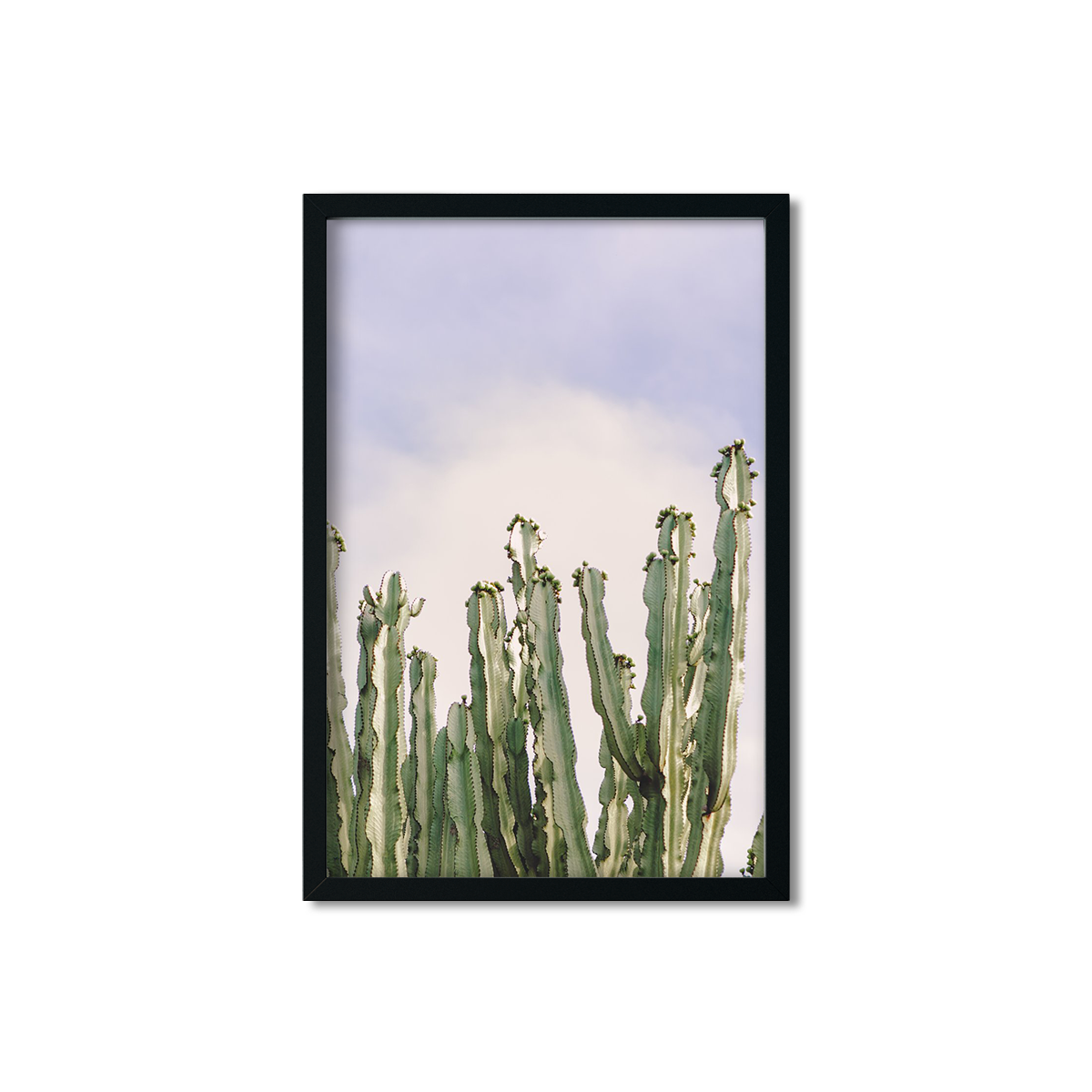 CACTUS NO. 8