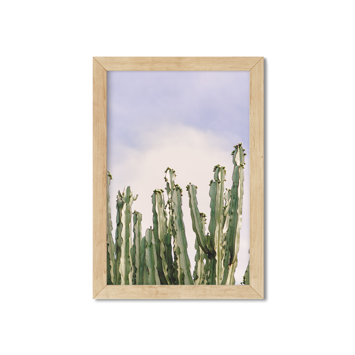 CACTUS NO. 8