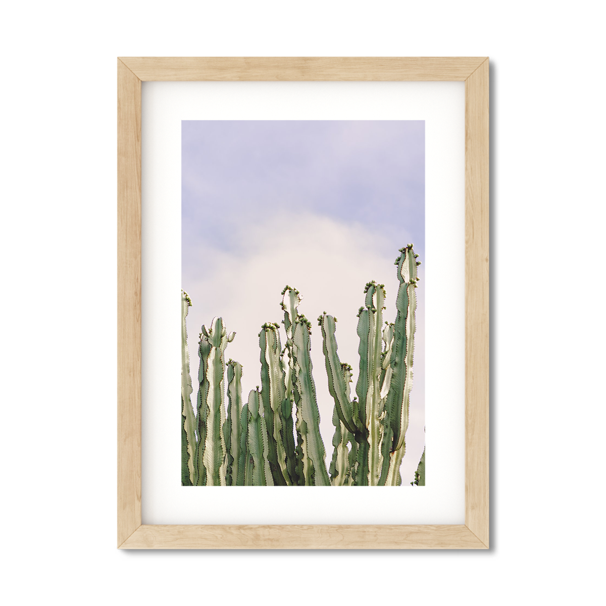 CACTUS NO. 8