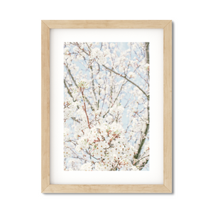 Open image in slideshow, CHERRY BLOSSOMS
