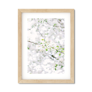 Open image in slideshow, CHERRY BLOSSOMS NO. 3
