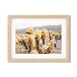 Open image in slideshow, CHOLLA CHOLLA NO. 4
