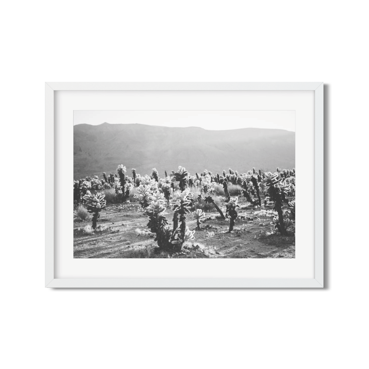 Cholla Frame Cholla Cactus Art | Cactus Art Frame | Ariane Moshayedi Fine Art