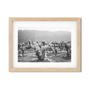 Open image in slideshow, CHOLLA CHOLLA NO. 5
