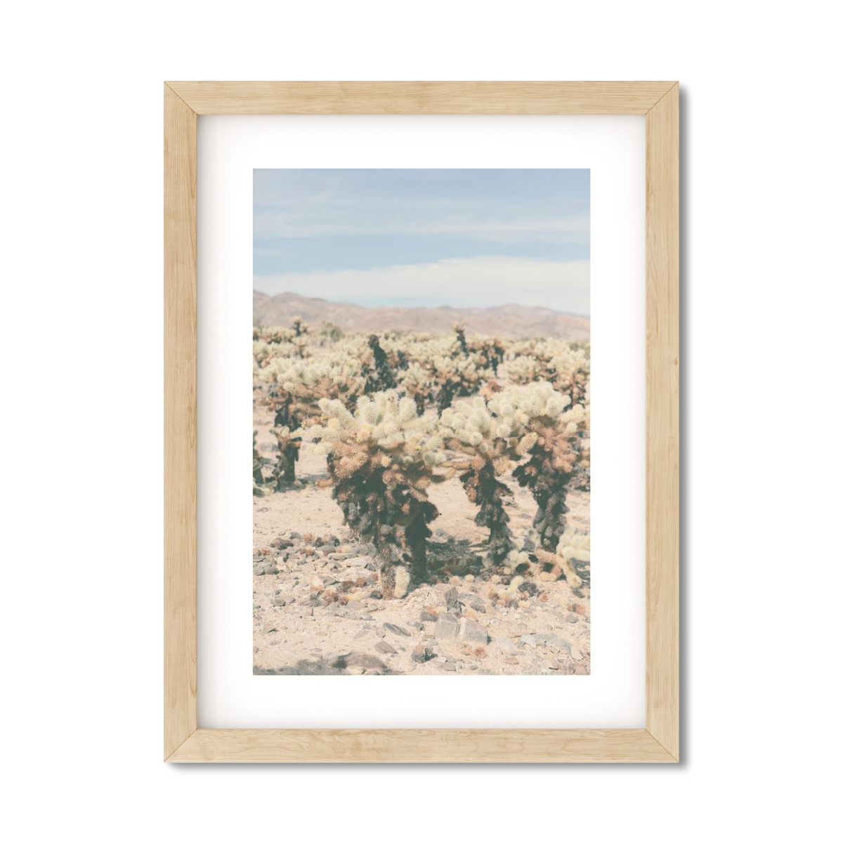 CHOLLA CHOLLA NO. 9