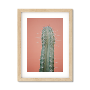Open image in slideshow, CORAL CACTUS
