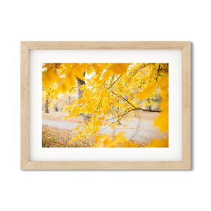 Open image in slideshow, FALL IN CENTRAL PARK NO. 3
