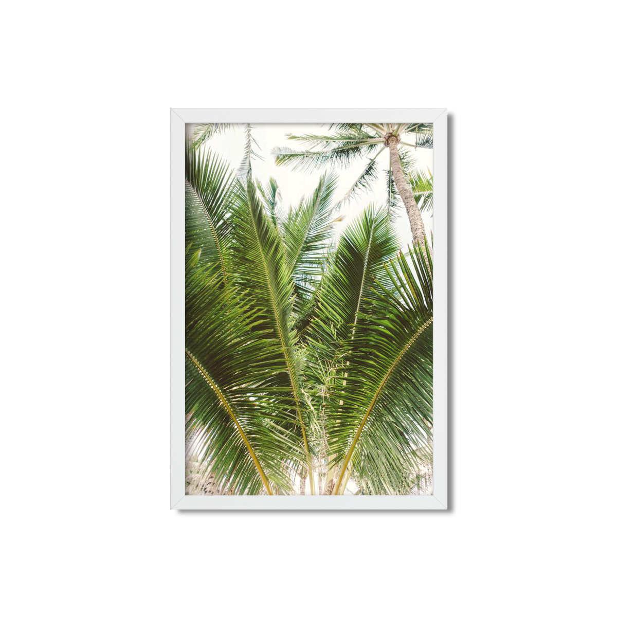 HAWAIIAN PALM TREES NO. 13