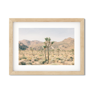 Open image in slideshow, JOSHUA TREE NO. 6
