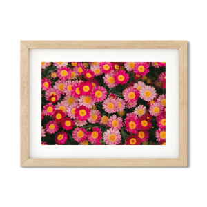 Open image in slideshow, PINK DAISIES

