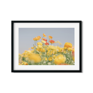 Open image in slideshow, RANUNCULUS
