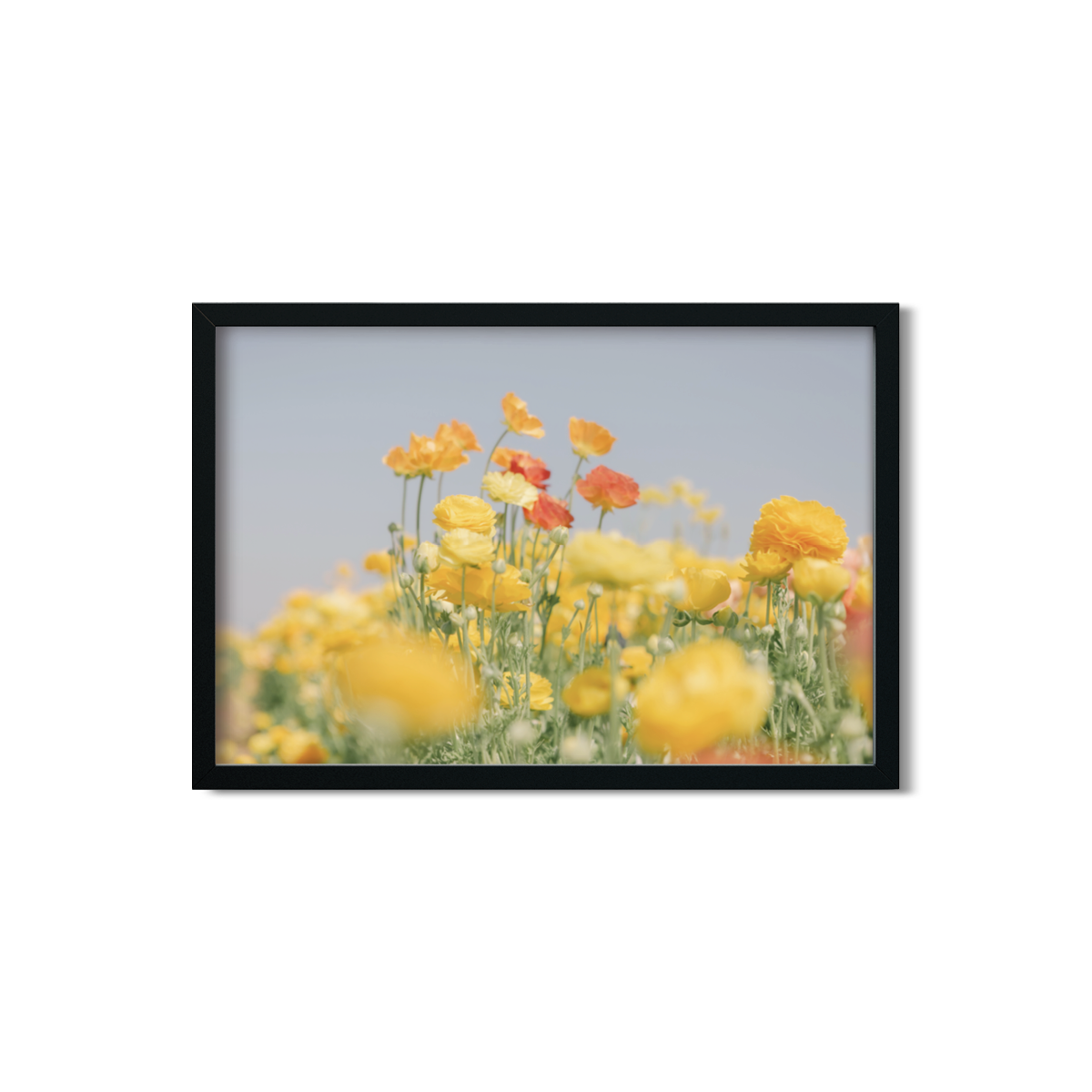 RANUNCULUS