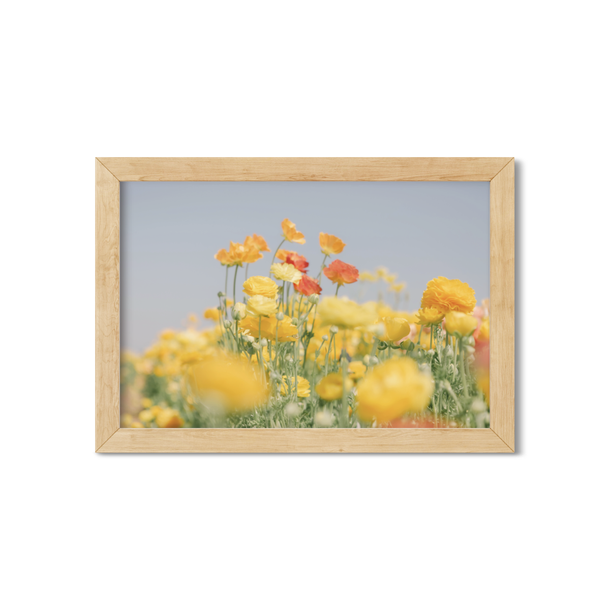 RANUNCULUS