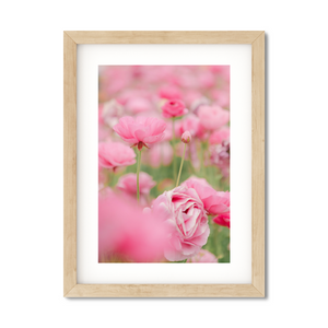 Open image in slideshow, RANUNCULUS NO. 4
