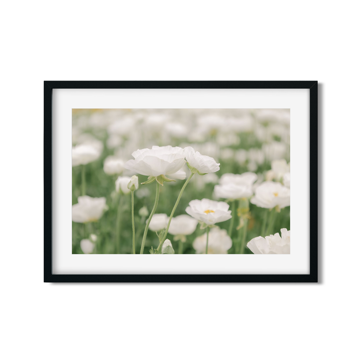 RANUNCULUS NO. 5