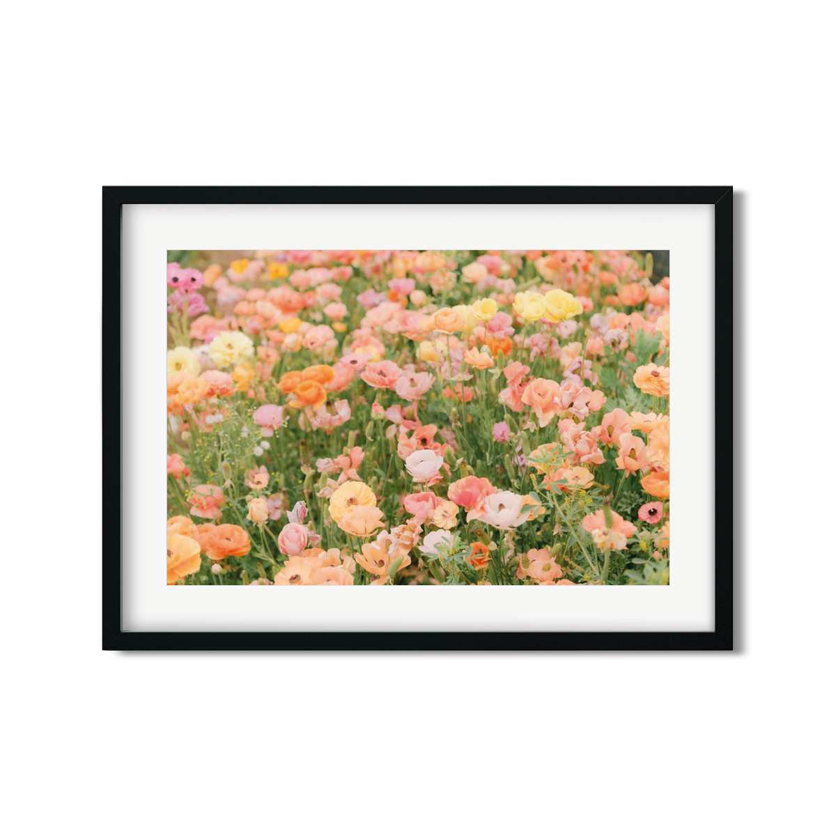 RANUNCULUS NO. 13