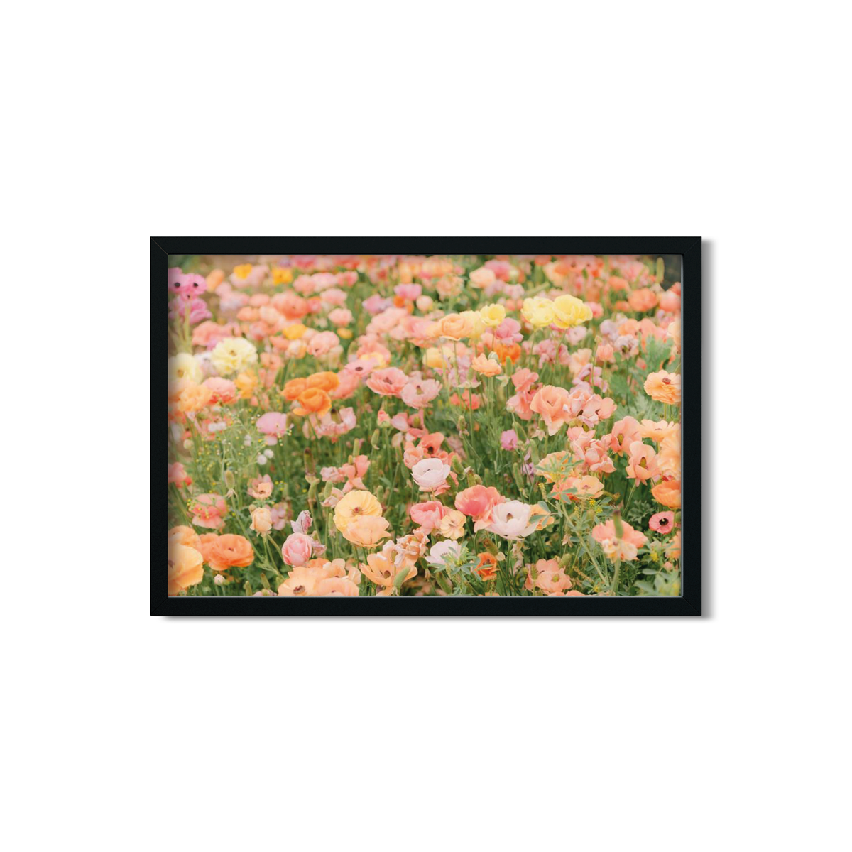 RANUNCULUS NO. 13