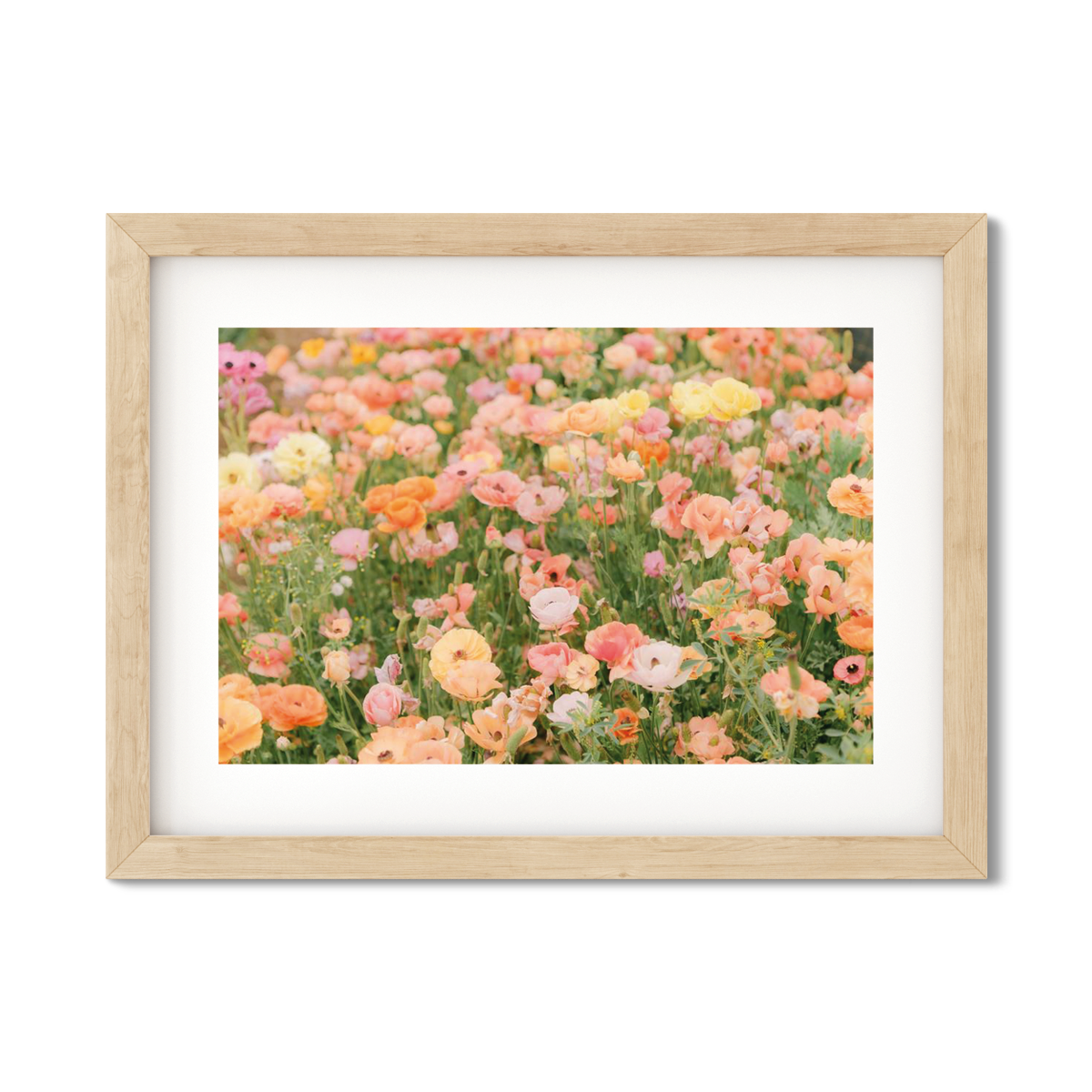 RANUNCULUS NO. 13