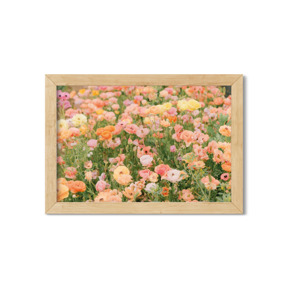 RANUNCULUS NO. 13