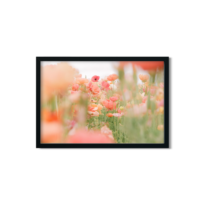 RANUNCULUS NO. 14