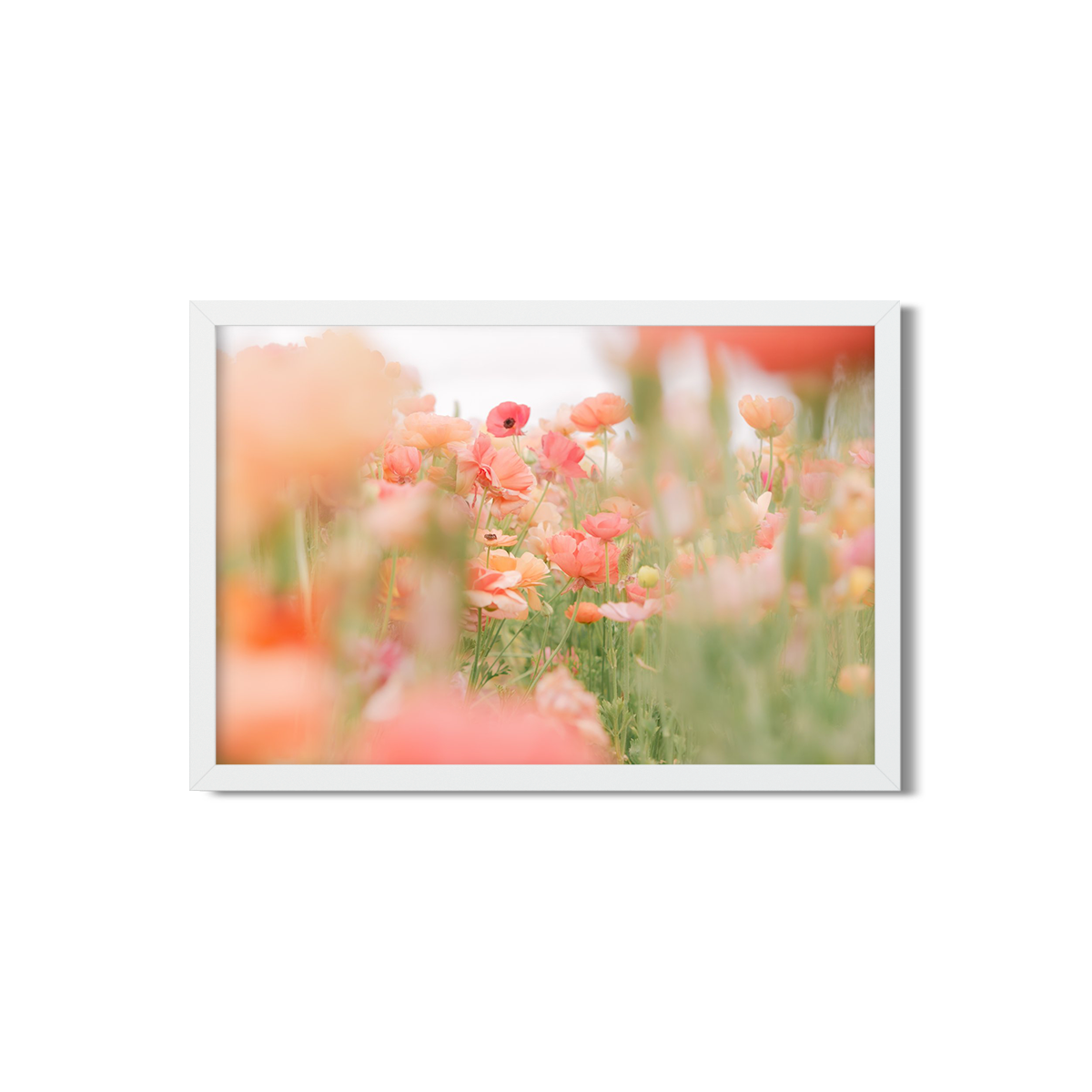 RANUNCULUS NO. 14